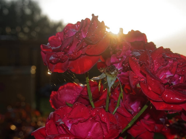 Буш розы вечером в саду, Россия
 - Фото, изображение