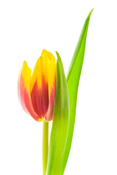Yellow-red tulip on white background - Valokuva, kuva
