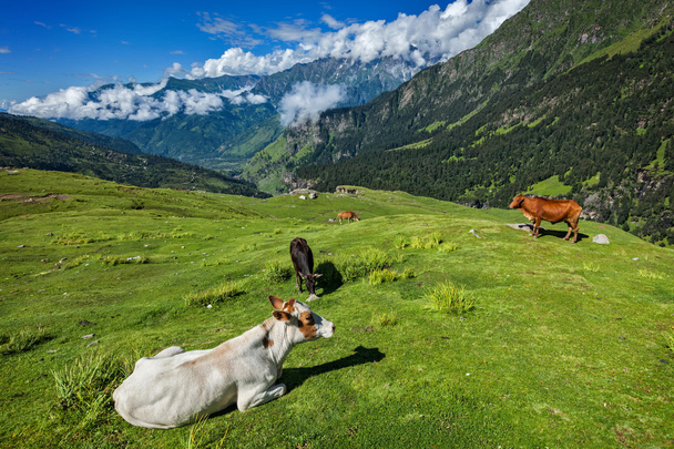 Cows grazing in Himalayas - Фото, зображення