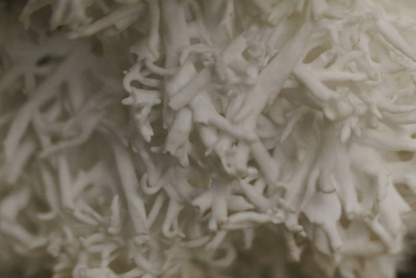 wit aragoniet mineraal - Foto, afbeelding