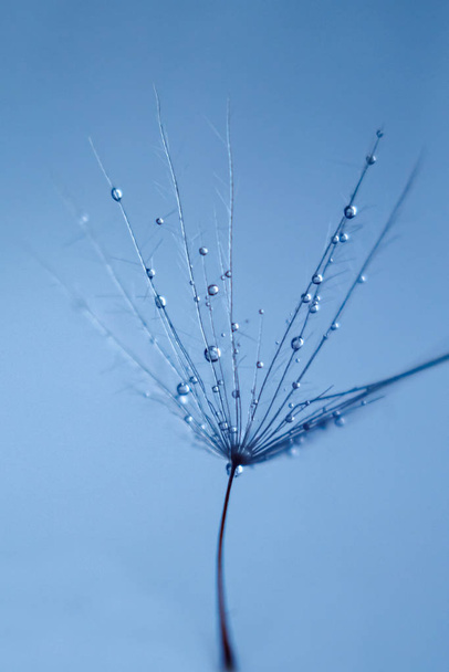 Макро знімок кульбаби з краплями води. Пастельне тонування, соль
 - Фото, зображення