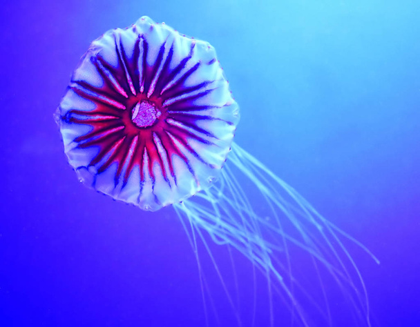 Japanese sea nettle (Chrysaora pacifica) is a jellyfish in the family Pelagiidae - Fotoğraf, Görsel