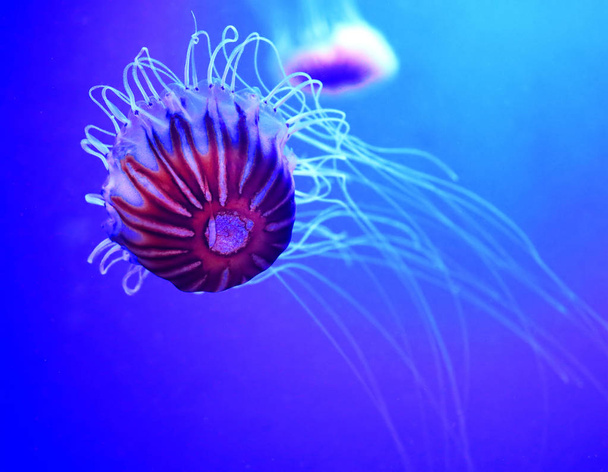 L'ortie japonaise (Chrysaora pacifica) est une méduse de la famille des Pelagiidae.
 - Photo, image