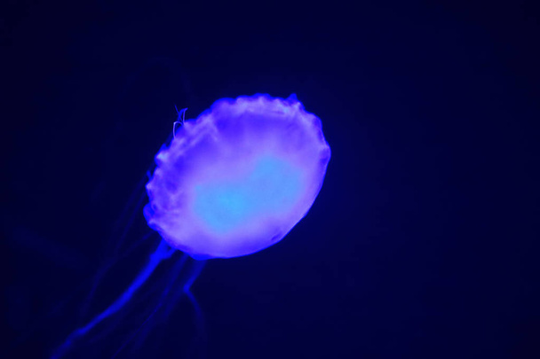 Pacific Sea Nettle ("Chrysaora fuscescens") is een planktonisch scyphozoum dat leeft in de oostelijke Stille Oceaan van Canada tot Mexico. - Foto, afbeelding