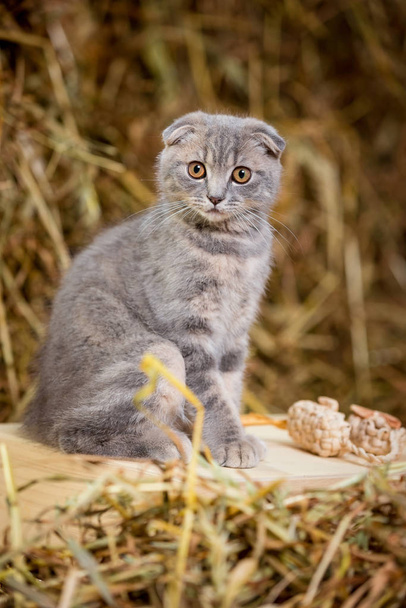 A Scottish Fold cat sits in the hay and looks curious. - Photo, Image