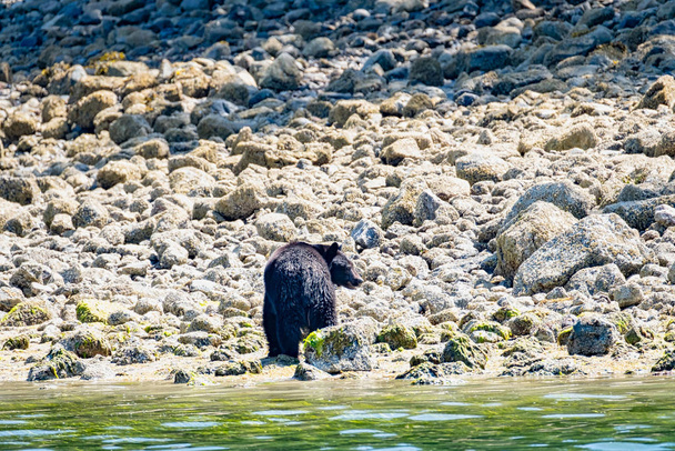 Дикий чорний ведмідь, Ursus americanus, на скелястому пляжі, що метушиться через скелі. Острів Ванкувер (Британська Колумбія, Канада) - Фото, зображення
