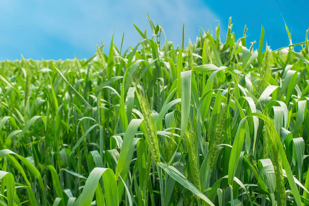 Campo di grano verde contro sfondo cielo blu
 - Foto, immagini