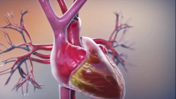 3D Ιατρική Animation της καρδιάς χτυπάει - Πλάνα, βίντεο