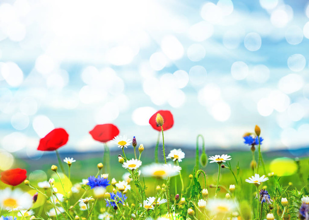 Campo de flores silvestres contra el cielo azul
 - Foto, Imagen