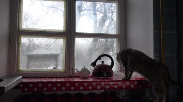 Kissa ikkunalaudalla lähellä vanhaa ikkunaa metsästää lintuja, jotka syövät talven syöttölaitteesta
 - Materiaali, video