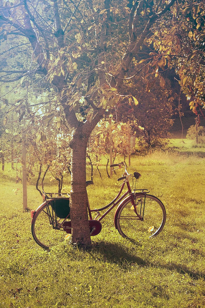 zaparkowany rower na polu drzew. Zachód słońca światło ciepłe kolory efekt - Zdjęcie, obraz