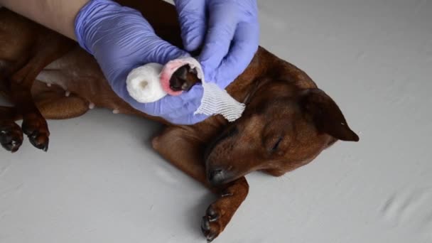 Az állatorvos bekötözte a kutya véres mancsát. Egy háziállat, sebesült mancsal az állatorvosi kórházban. Egy beteg állat fekszik a kórházi asztalon. - Felvétel, videó