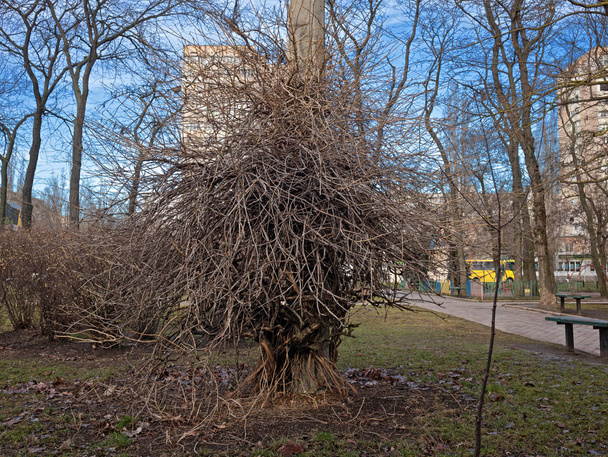 Un denso tejido de ramas de un arbusto enmascarado un pilar. Parece que L
 - Foto, Imagen