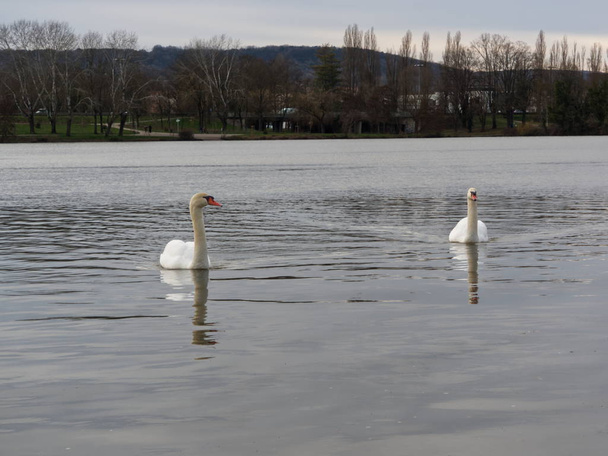 Fransa 'da Moselle' de yüzen beyaz kuğular. - Fotoğraf, Görsel