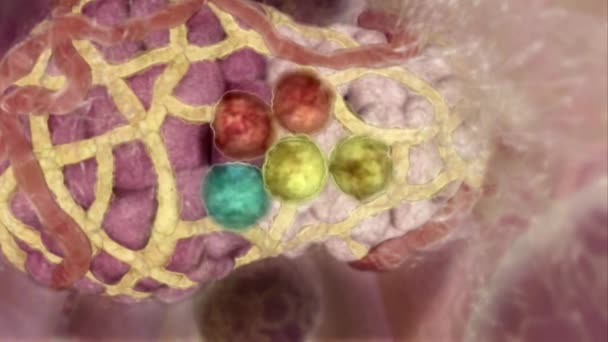 Monitoiminen aikuisten kantasoluja, jotka voivat erottaa rintojen epiteelisolujen
 - Materiaali, video