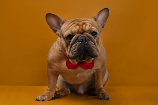 Ranskalainen bulldog keltaisella eristetyllä taustalla
 - Valokuva, kuva