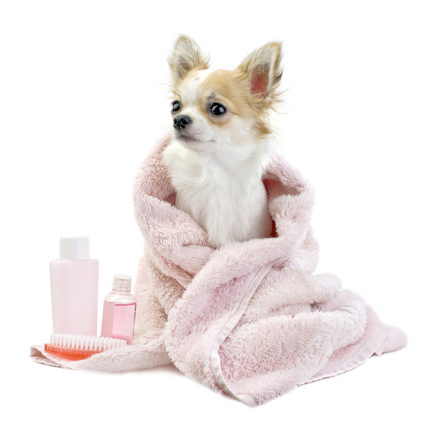 Sweet Chihuahua with spa accessories - Fotó, kép