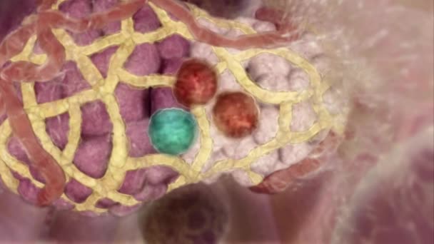 3d Zdravotnické animované prsní žlázy kmenové buňky - Záběry, video