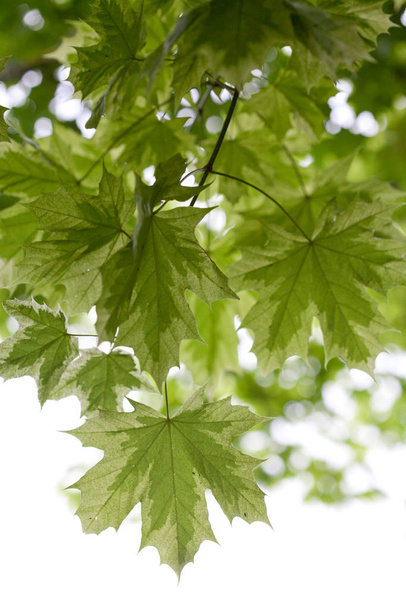foglie d'acero variegate retroilluminate su sfondo bianco
 - Foto, immagini