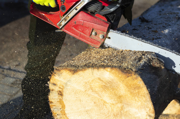 man sawing a big tree with a chainsaw. Sawdust. Close-up - Photo, Image