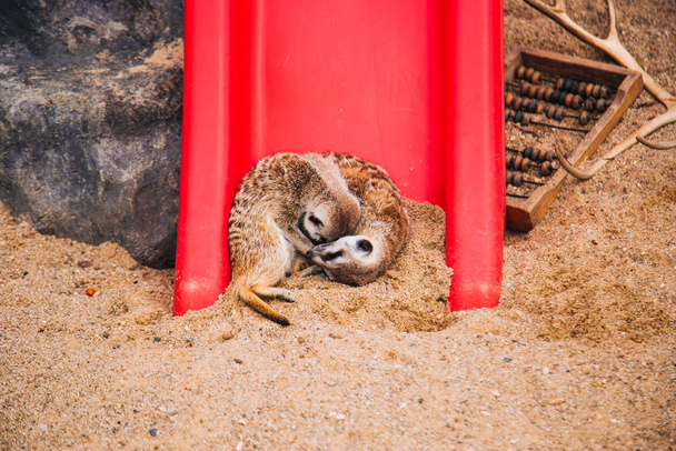 Hnědá meerkat v písčité oblasti poblíž kamenné jeskyně. Mamuti z rodiny Mangusta. Láska mezi zvířaty - Fotografie, Obrázek