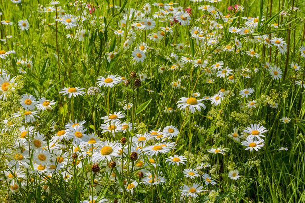 Manzanilla del prado, valeriana, frambuesa y otras flores silvestres en un
 - Foto, imagen