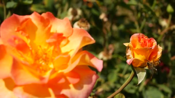 Angol rózsa kert. Rosarium Virágos háttér. Gyengéd virágok virágoznak, a méh virágport gyűjt. Közelkép a rózsafüzér virágágyás. Virágzó bokor, szelektív fókusz rovarokkal és finom szirmokkal. - Felvétel, videó