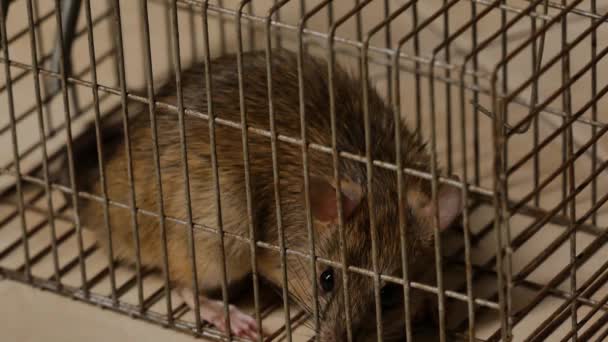 Mouse caught in a mousetrap - Footage, Video
