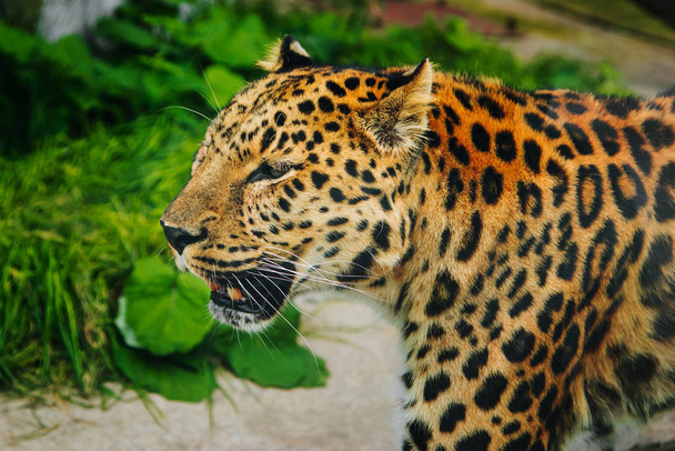 Leopard Big gato manchado. Retrato animal selvagem - Foto, Imagem