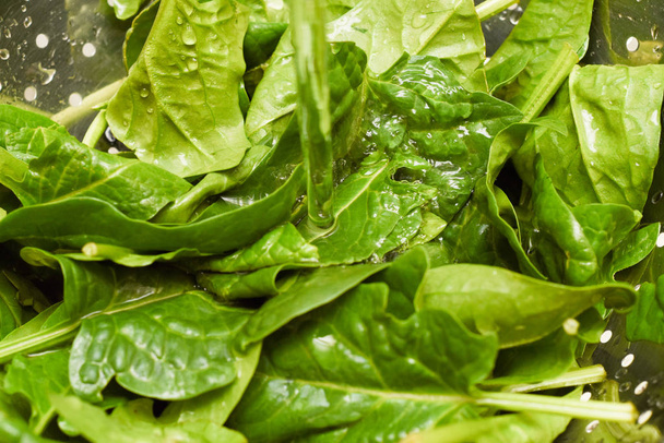 Fresh spinach, organic spinach washed with water, a source of nu - Fotoğraf, Görsel