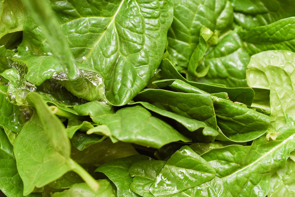 Fresh spinach, organic spinach washed with water, a source of nu - Photo, image