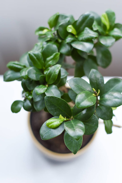 Saftig grüne Topfpflanze auf weißem Tisch in modernem Wohninterieur - Foto, Bild