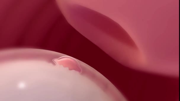 三排卵及び受精を描いた医学アニメーション - 映像、動画
