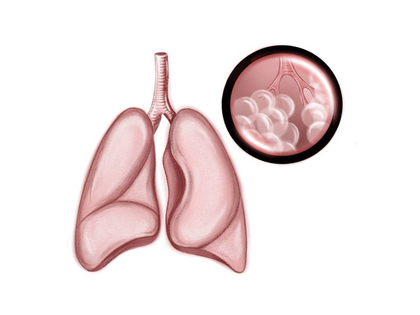 Ilustración de los pulmones humanos sanos
  - Foto, imagen