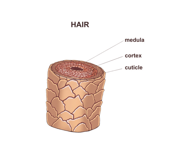 Illustration of the healthy hair  - Photo, Image