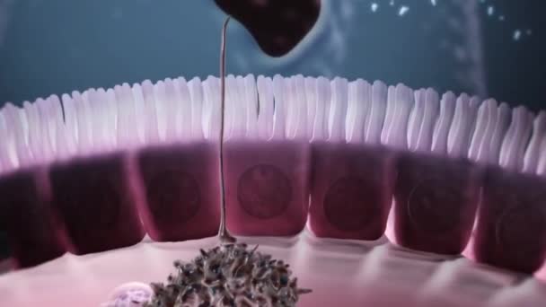 Immunsystem und Abwehrsystem. Abwehrzellen im Blut und anderen Flüssigkeiten - Filmmaterial, Video