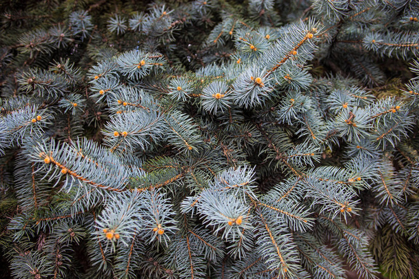 Branches of the Colorado blue spruce - Photo, Image