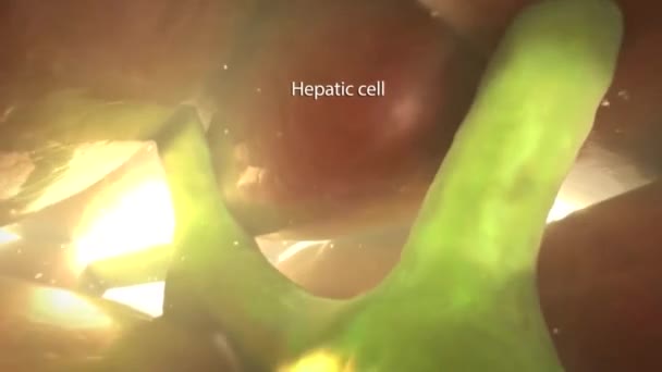 3D Medizinische Animation Mikroanatomie der Hepatischen Stellatenzelle - Filmmaterial, Video