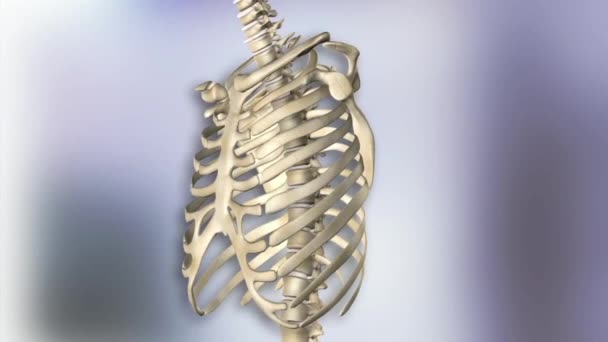 Medical video show of human skeleton and spine - Footage, Video