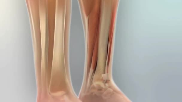 Human body bone and muscular system. 3D Medical Animation - Footage, Video