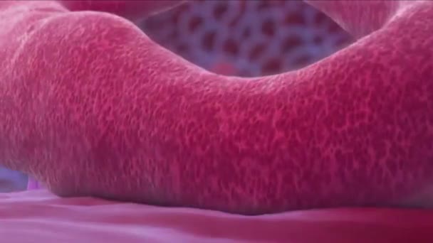 3D medische animatie van ebola virus ziekte, die kan worden overgedragen van persoon tot persoon en heeft een hoge letaliteit - Video