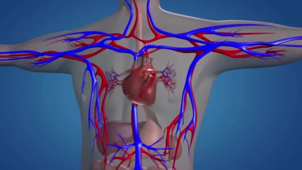 Στο άτομο με κλειστή κυκλοφορία του αίματος, η καρδιά, κτύποι, μπάλες, τριχοειδή αγγεία και το υγρό του αίματος αποτελούν το κυκλοφορικό σύστημα. - Πλάνα, βίντεο