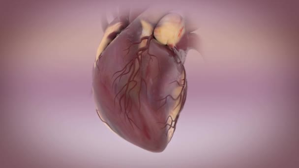 Kalp döngüsü, kalbin 3 boyutlu animasyonu. Kalp atışı - Video, Çekim