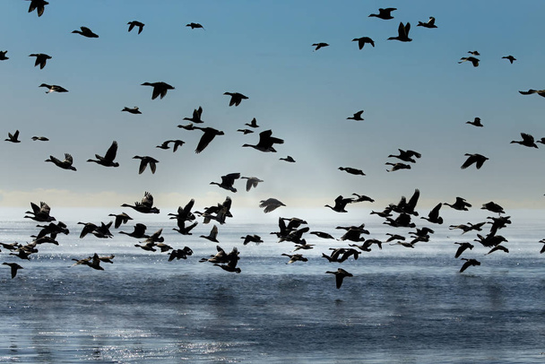 Гуси. Зграя канадських гусей і диких качок приземляється на озеро Мічиган, повертаючись з полів Dawn через озеро Мічиган.. - Фото, зображення