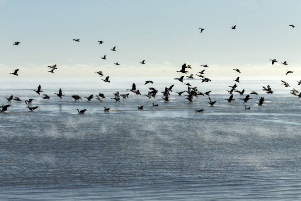 Τζιζ. Σμήνος καναδικών χηνών και παπιών mallard που προσγειώνονται στη λίμνη Michigan όταν επιστρέφουν από τα χωράφια Αυγή πάνω από τη λίμνη Michigan. - Φωτογραφία, εικόνα