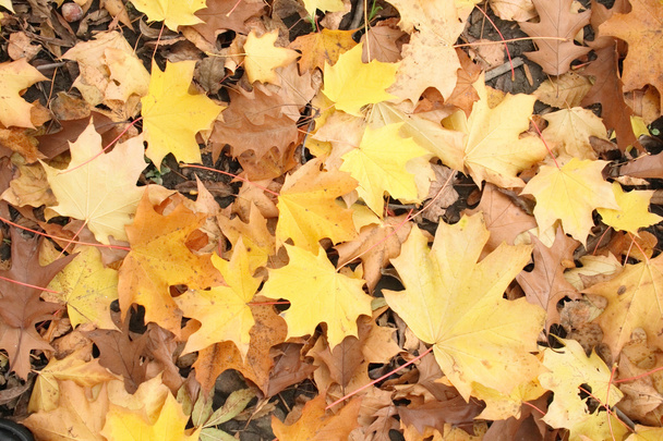 Autumn background - Photo, Image
