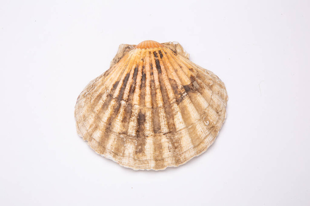 Pectinidae Scallop shell na bílém pozadí. Detailní záběr - Fotografie, Obrázek