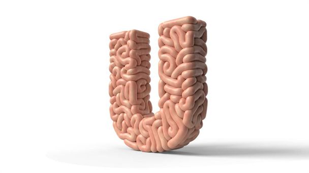 cervello umano in forma di lettera U. Illustrazione 3D
 - Foto, immagini