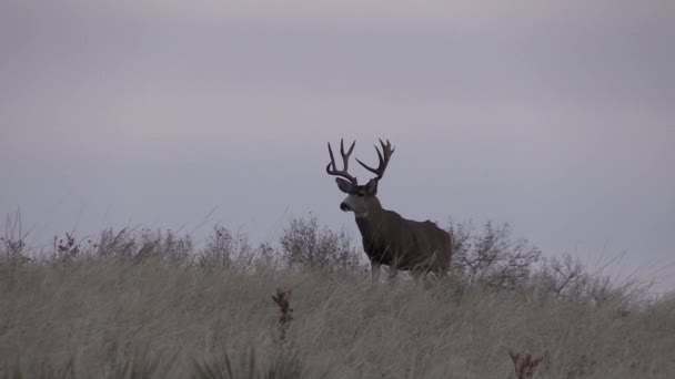 a nice mule deer buck in Colorado during the fall rut - Video, Çekim