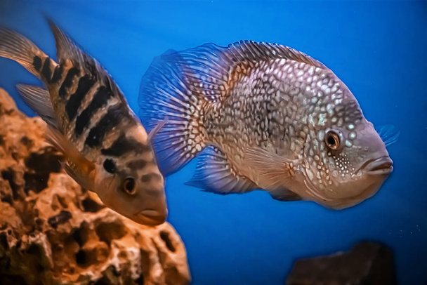 Beautiful brilliant diamond aquarium fish Herichthys carpintis in blue water. - Photo, Image